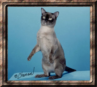 GC Charm's Poker Chip of Penobscot