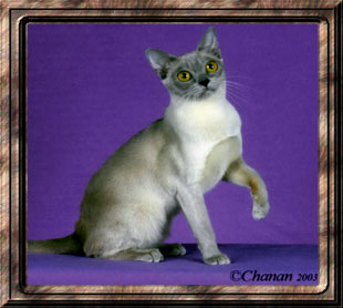 GC Penobscot's Double Down of Jomarkat