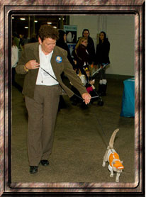 Ginger Gunlock and Ricky, IAMS Ambassador Cat