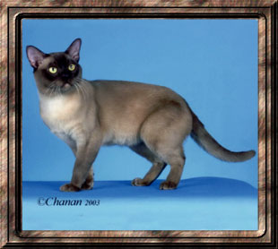 GC Maravanka Touch of Gold