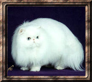 GC, GP, NW Marsamis Starstuck of Penobscot