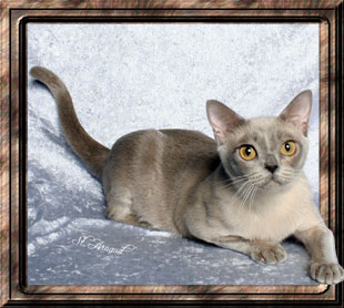 GC, RW Penobscot's Show Me Now of Jomarkat